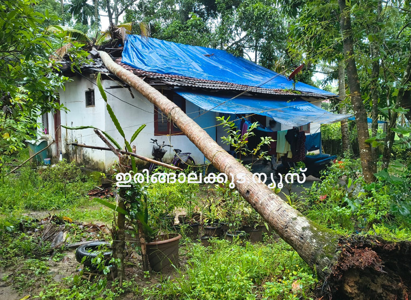 കഴിഞ്ഞ ദിവസം രാത്രി ഉണ്ടായ കനത്ത മഴയിലും കാറ്റിലും പടിയൂര്‍ പഞ്ചായത്ത് എട്ടാം വാര്‍ഡിലെ കലവറപറമ്പില്‍ സീമോന്‍ പെരേരയുടെ വീടിനു മുകളിലേയ്ക്ക് തെങ്ങ് വീണ് വീടിന് കേടുപാടുകള്‍ സംഭവിച്ച നിലയില്‍.
