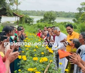 ഇരിങ്ങാലക്കുട നമ്പ്യങ്കാവ് വാര്‍ഡില്‍ തൊഴിലുറപ്പ് തൊഴിലാളികളുടെയും വാര്‍ഡ് കൗണ്‍സിലറുടെയും നേതൃത്വത്തില്‍ കൃഷി ചെയ്ത ചെണ്ടുമല്ലിയുടെ വിളവെടുപ്പ് ക്രൈസ്റ്റ് കോളജ് മാനേജര്‍ ഫാ. ജോയ് പീണിക്കപ്പറമ്പില്‍ ഉദ്ഘാടനം ചെയ്യുന്നു.