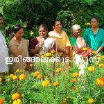 കാറളം പഞ്ചായത്തില്‍ ചെണ്ടുമല്ലി വിളവെടുപ്പ് സംഘടിപ്പിച്ചു
