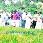 ഇല്ലം നിറയ്ക്ക് മുന്നൊരുക്കവുമായി കൂടല്‍മാണിക്യം; പൊന്‍കതിരണിഞ്ഞ വയലില്‍ കൊയ്ത്തുത്സവം