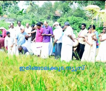ഇരിങ്ങാലക്കുട കൂടല്‍മാണിക്യം ക്ഷേത്രത്തിലെ ഇല്ലം നിറ ആഘോഷത്തിന് മുന്നോടിയായി സംഘടിപ്പിച്ച കൊയ്ത്തുത്സവം ദേവസ്വം ചെയര്‍മാന്‍ അഡ്വ. സി.കെ. ഗോപി ഉദ്ഘാടനം ചെയ്യുന്നു.