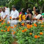 ചെണ്ടുമല്ലികൃഷിയില്‍ നൂറുമേനിയുമായി പുല്ലൂര്‍ സഹൃദയ കുടുംബശ്രീ
