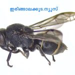 ഏകചാരി കടന്നല്‍ ഇനമായ എപ്‌സിലോണ്‍ മാനസിക്കം ദക്ഷിണേന്ത്യയില്‍ ആദ്യമായി രേഖപ്പെടുത്തി
