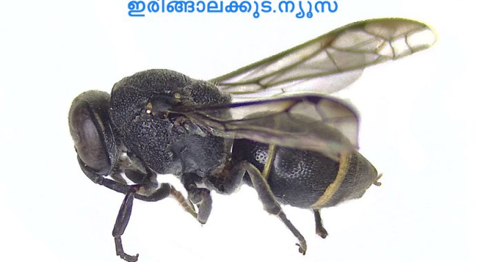 ദക്ഷിണേന്ത്യയില്‍ ആദ്യമായി രേഖപ്പെടുത്തിയ ഏകചാരി കടന്നല്‍ ഇനമായ എപ്‌സിലോണ്‍ മാനസിക്കം.