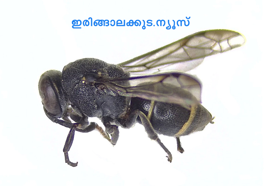 ദക്ഷിണേന്ത്യയില്‍ ആദ്യമായി രേഖപ്പെടുത്തിയ ഏകചാരി കടന്നല്‍ ഇനമായ എപ്‌സിലോണ്‍ മാനസിക്കം.