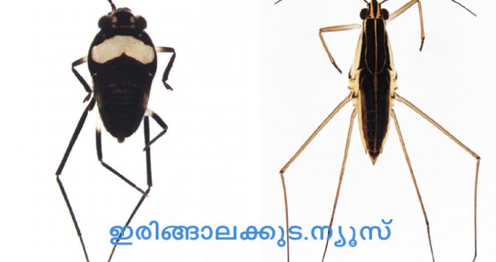 ക്രൈസ്റ്റ് കോളജ് ജന്തുശാസ്ത്ര വിഭാഗത്തിലെ ഷഡ്പദ എന്റമോളജി റിസര്‍ച്ച് ലാബിലെ ഗവേഷകര്‍ കേരളത്തില്‍ നിന്ന് കണ്ടെത്തിയ ജലപ്രാണി.