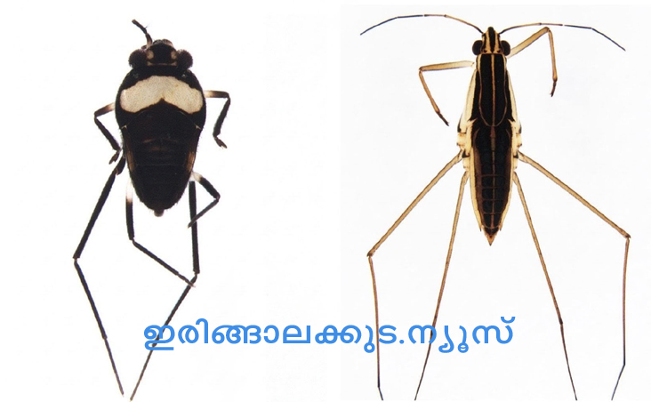 ക്രൈസ്റ്റ് കോളജ് ജന്തുശാസ്ത്ര വിഭാഗത്തിലെ ഷഡ്പദ എന്റമോളജി റിസര്‍ച്ച് ലാബിലെ ഗവേഷകര്‍ കേരളത്തില്‍ നിന്ന് കണ്ടെത്തിയ ജലപ്രാണി.
