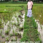 പടിയൂരില്‍ കാട്ടുപന്നി ശല്യം രൂക്ഷം; നെല്‍കൃഷി കുത്തിയിളക്കി നശിപ്പിച്ചു
