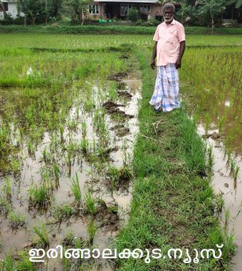 പടിയൂര്‍ പോത്താനി പാടശേഖരത്തില്‍ കാട്ടുപന്നികള്‍ നെല്‍കൃഷി നശിപ്പിച്ച നിലയില്‍.