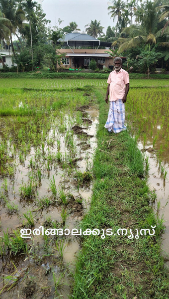 പടിയൂര്‍ പോത്താനി പാടശേഖരത്തില്‍ കാട്ടുപന്നികള്‍ നെല്‍കൃഷി നശിപ്പിച്ച നിലയില്‍.